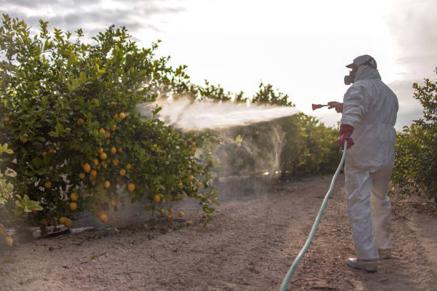 Best Pest Control for Businesses  in Lincoln, MT